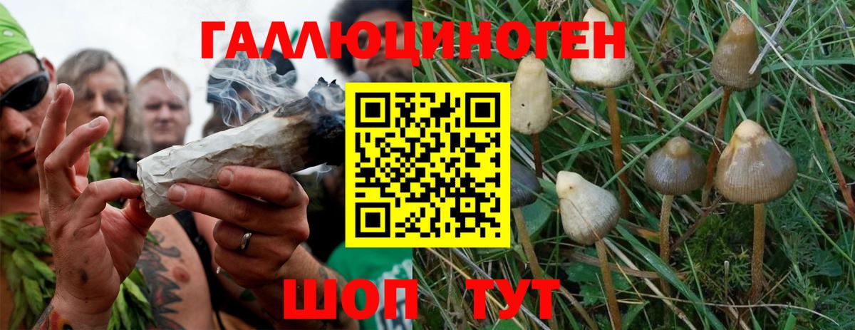 Псилоцибиновые грибы Psilocybine cubensis  Вход с VPN  купить наркотик  Вышний Волочёк 